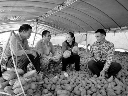 北流市 山围镇建成红薯健康食品生产基地